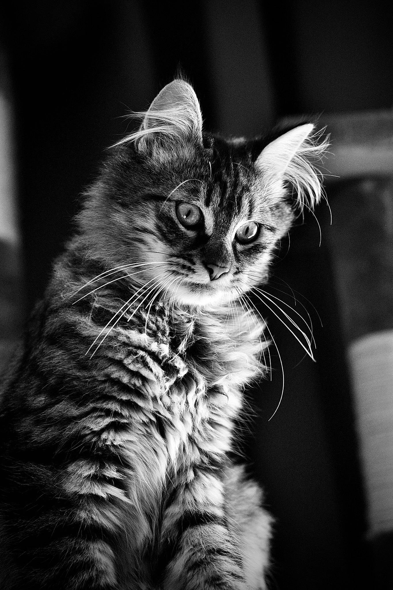 Bobby a rejoint le concours — aidez-le/la à gagner de superbes lots ! black_and_white, carnivore, cat, claw, close_up, darkness, domestic_short_haired_cat, felidae, fur, grey, monochrome, monochrome_photography, paw, small_to_medium_sized_cats, snout, still_life_photography, style, whiskers, wildlife, window