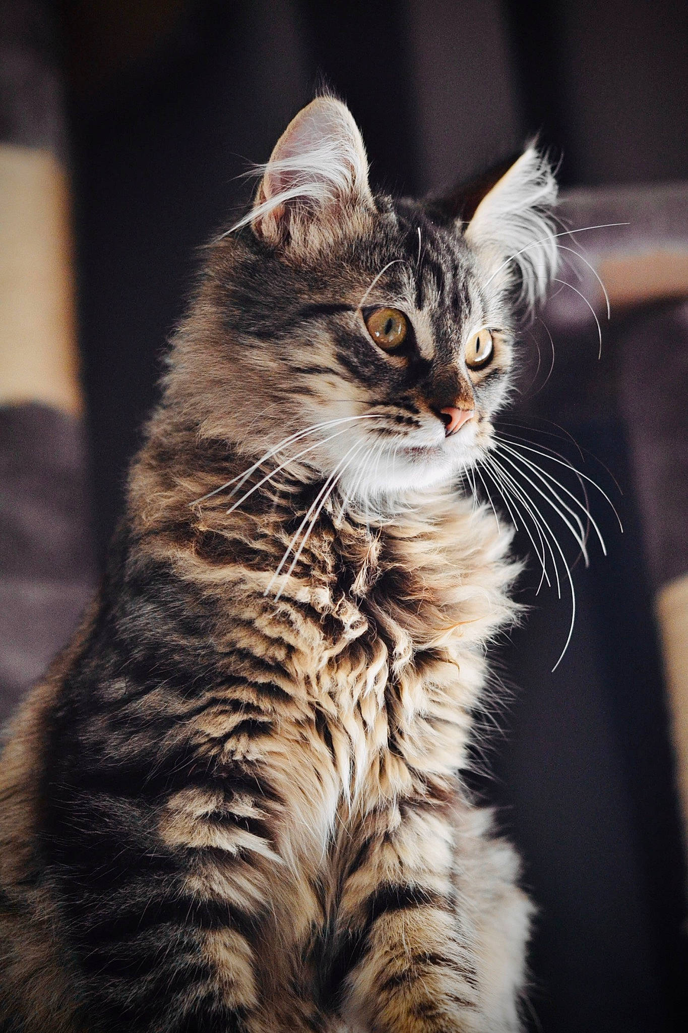 Bobby participe au concours pour gagner de l'argent avec cette photo : carnivore, cat, claw, darkness, domestic_short_haired_cat, felidae, fur, maine_coon, paw, small_to_medium_sized_cats, snout, tail, terrestrial_animal, tree, whiskers, wildlife