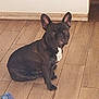 alert, animal, black_dog, companion, cute, dog, domestic_animal, ears_up, floor_tiles, french_bulldog, home, house, indoor, looking_at_camera, pet, rope_toy, sitting, toy, white_patch, wooden_floor