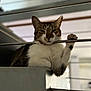 Gribouille participe au concours pour gagner de l'argent avec cette photo : cat, tabby, paw, metal_bar, ledge, indoor, relaxed, feline, animal, pet, white_fur, brown_fur, black_fur, whiskers, ears, portrait, close_up, resting, cute, domestic_cat