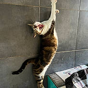 Gribouille a rejoint le concours — aidez-le/la à gagner de superbes lots ! cat, tabby, stretching, yawning, indoor, tile_floor, box, plastic_bag, white_paws, whiskers, mouth_open, fur, animal, pet, curved_tail, vertical_stretch, claws, floor, side_view, relaxed