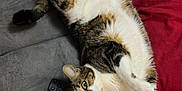 Gribouille participe au concours pour gagner de l'argent avec cette photo : cat, tabby, couch, remote_control, pillow, red_pillow, striped_pillow, gray_couch, pet, relaxed, lying_down, fur, whiskers, green_eyes, indoor, cozy, cable, living_room, domestic_animal, curious