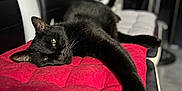 Bloody participe au concours pour gagner de l'argent avec cette photo : black_cat, cat, pet, animal, indoor, chair, red_cushion, stretching, claws, feline, relaxed, lazy, fur, closeup, portrait, whiskers, yellow_eyes, home, comfortable, resting