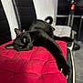 black_cat, cat, pet, animal, indoor, chair, red_cushion, stretching, claws, feline, relaxed, lazy, fur, closeup, portrait, whiskers, yellow_eyes, home, comfortable, resting