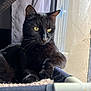 cat, black_cat, yellow_eyes, window, curtain, indoor, resting, whiskers, fur, perch, cushion, natural_light, side_view, pet, animal, cozy, closeup, feline, quiet, contemplative