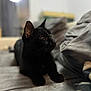 black_cat, cat, pet, animal, indoor, couch, furniture, cozy, soft_focus, blurred_background, relaxed, alert, whiskers, ears, fur, domestic_cat, mammal, companion_animal, side_view, resting