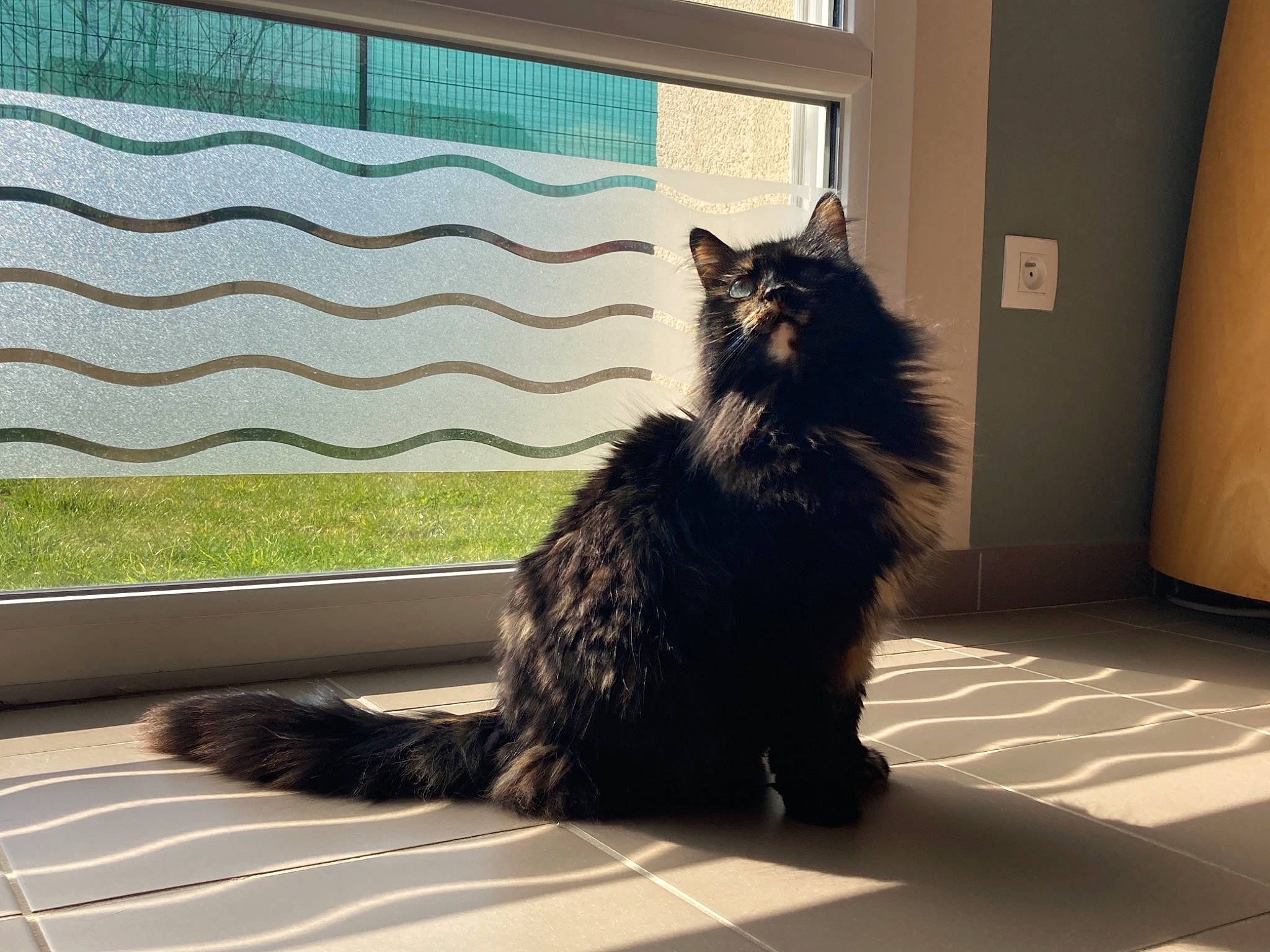 Wookie participe au concours pour gagner de l'argent avec cette photo : black_cat, carnivore, cat, comfort, felidae, floor, flooring, grey, mammal, plant, shade, small_to_medium_sized_cats, tail, tints_and_shades, vertebrate, whiskers, window, window_blind, window_covering, wood