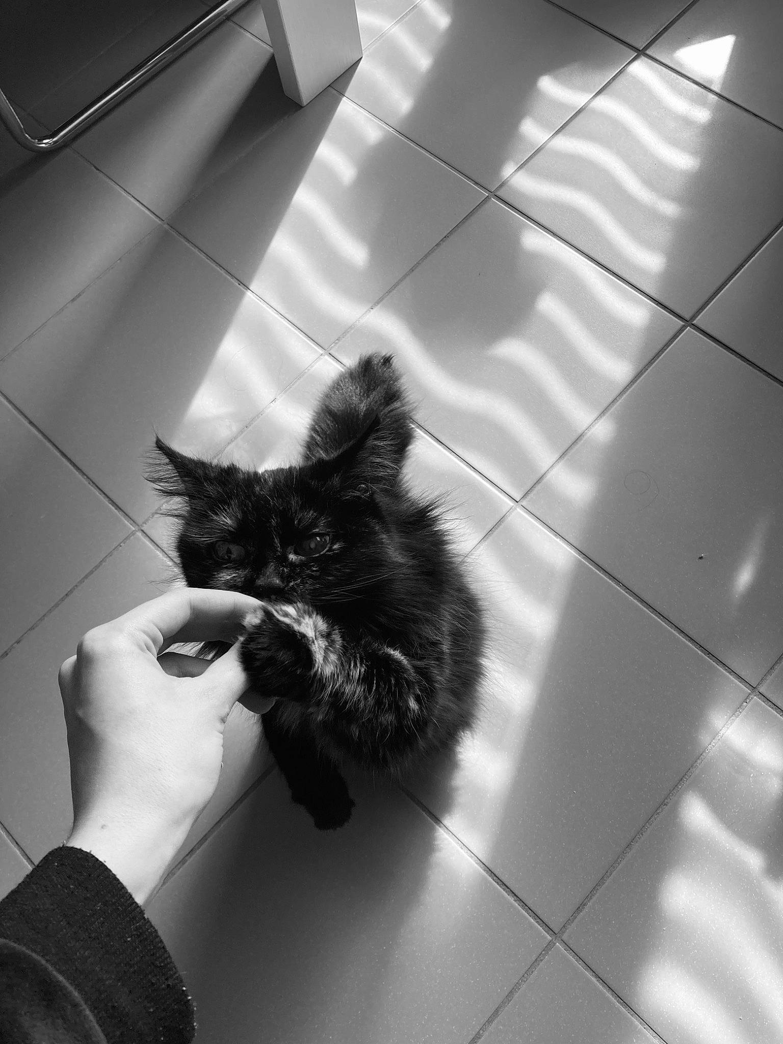 Wookie participe au concours pour gagner de l'argent avec cette photo : black, black_and_white, carnivore, cat, comfort, felidae, floor, flooring, gesture, grey, human_leg, mammal, monochrome, monochrome_photography, small_to_medium_sized_cats, snout, style, tints_and_shades, whiskers, window