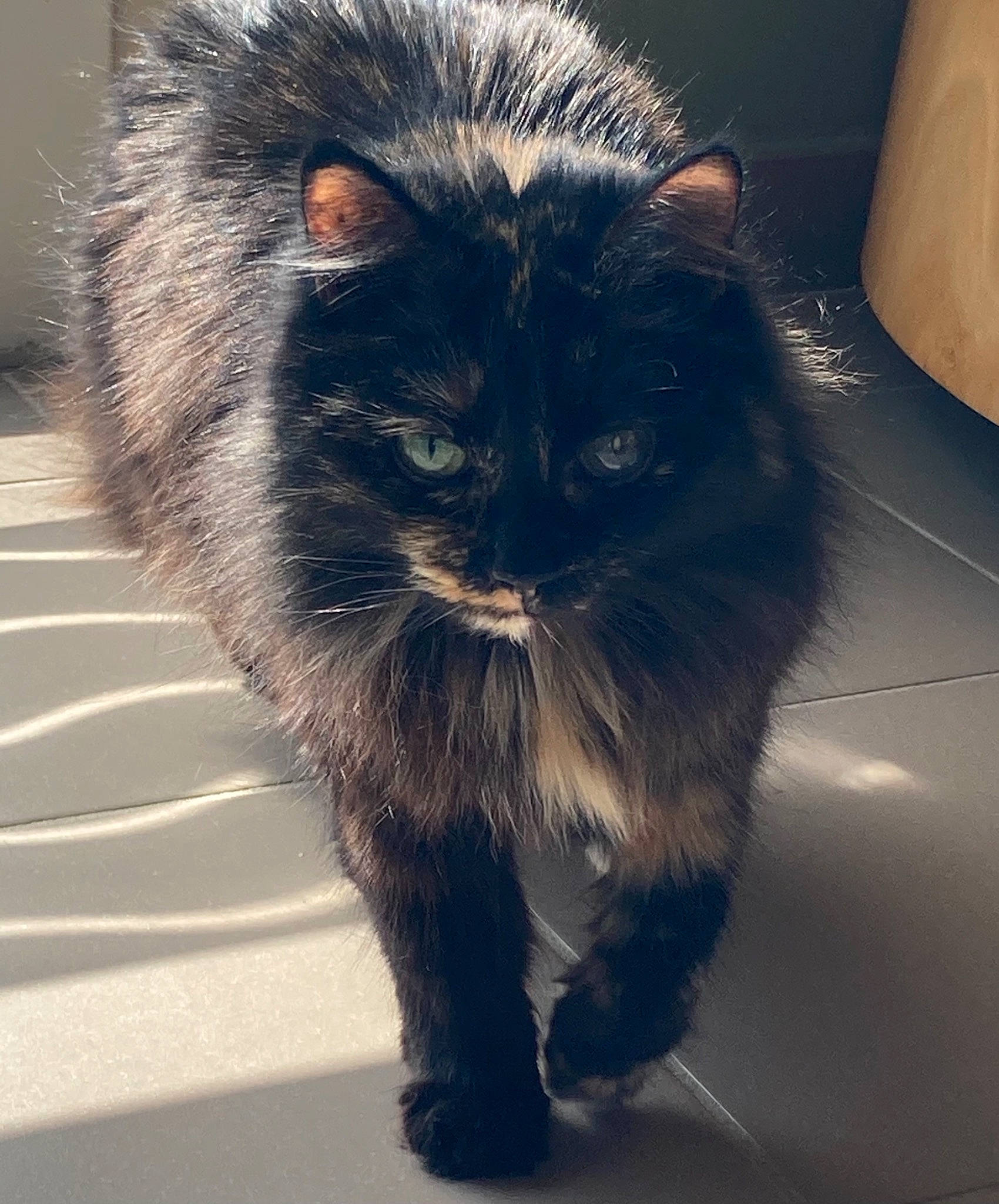 Wookie a rejoint le concours — aidez-le/la à gagner de superbes lots ! asphalt, automotive_tire, black_cat, carnivore, cat, claw, domestic_short_haired_cat, electric_blue, felidae, fur, iris, paper_towel, paw, plant, small_to_medium_sized_cats, snout, tail, vertebrate, whiskers, window