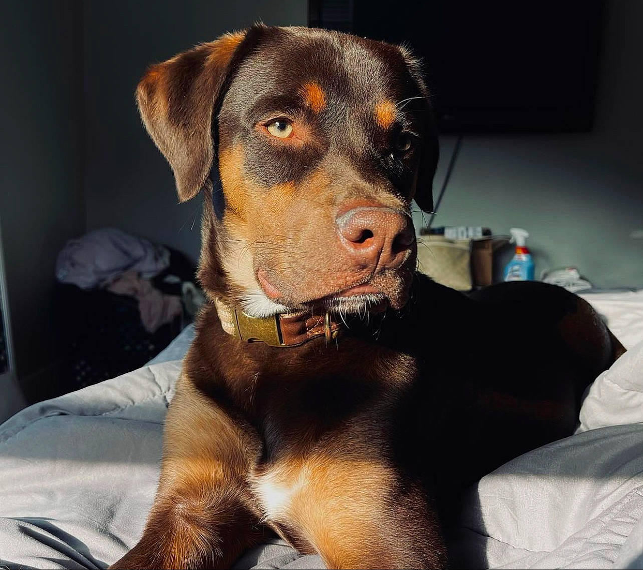 Jager is registered to the contest to win money with this photo: canidae, carnivore, collar, comfort, companion_dog, dog, dog_breed, dog_collar, dog_supply, fawn, fur, guard_dog, hunting_dog, liver, pet_supply, rottweiler, sporting_group, whiskers, working_animal, working_dog