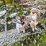 dog, chihuahua, small_dog, outdoor, rocks, moss, nature, animal, pet, fur, two_dogs, curious, cute, companions, wildlife, closeup, portrait, brown_fur, white_fur, playful