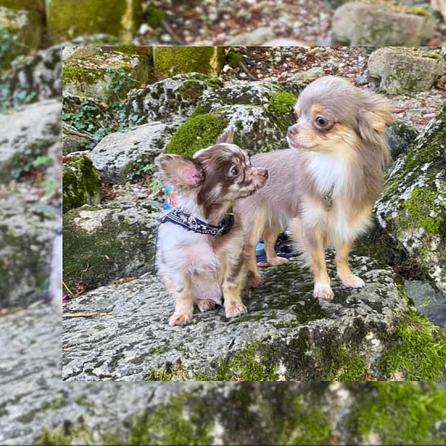 Newton a rejoint le concours — aidez-le/la à gagner de superbes lots ! dog, chihuahua, small_dog, outdoor, rocks, moss, nature, animal, pet, fur, two_dogs, curious, cute, companions, wildlife, closeup, portrait, brown_fur, white_fur, playful