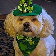 Coco is registered to the contest to win money with this photo: adorable, bandana, bow_tie, carpet, close_up, costume, cute, dog, eyes, fur, green_hat, holiday_outfit, indoor, nose, pet, portrait, shamrock_pattern, small_dog, tile_floor, whiskers