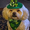adorable, bandana, bow_tie, carpet, close_up, costume, cute, dog, eyes, fur, green_hat, holiday_outfit, indoor, nose, pet, portrait, shamrock_pattern, small_dog, tile_floor, whiskers
