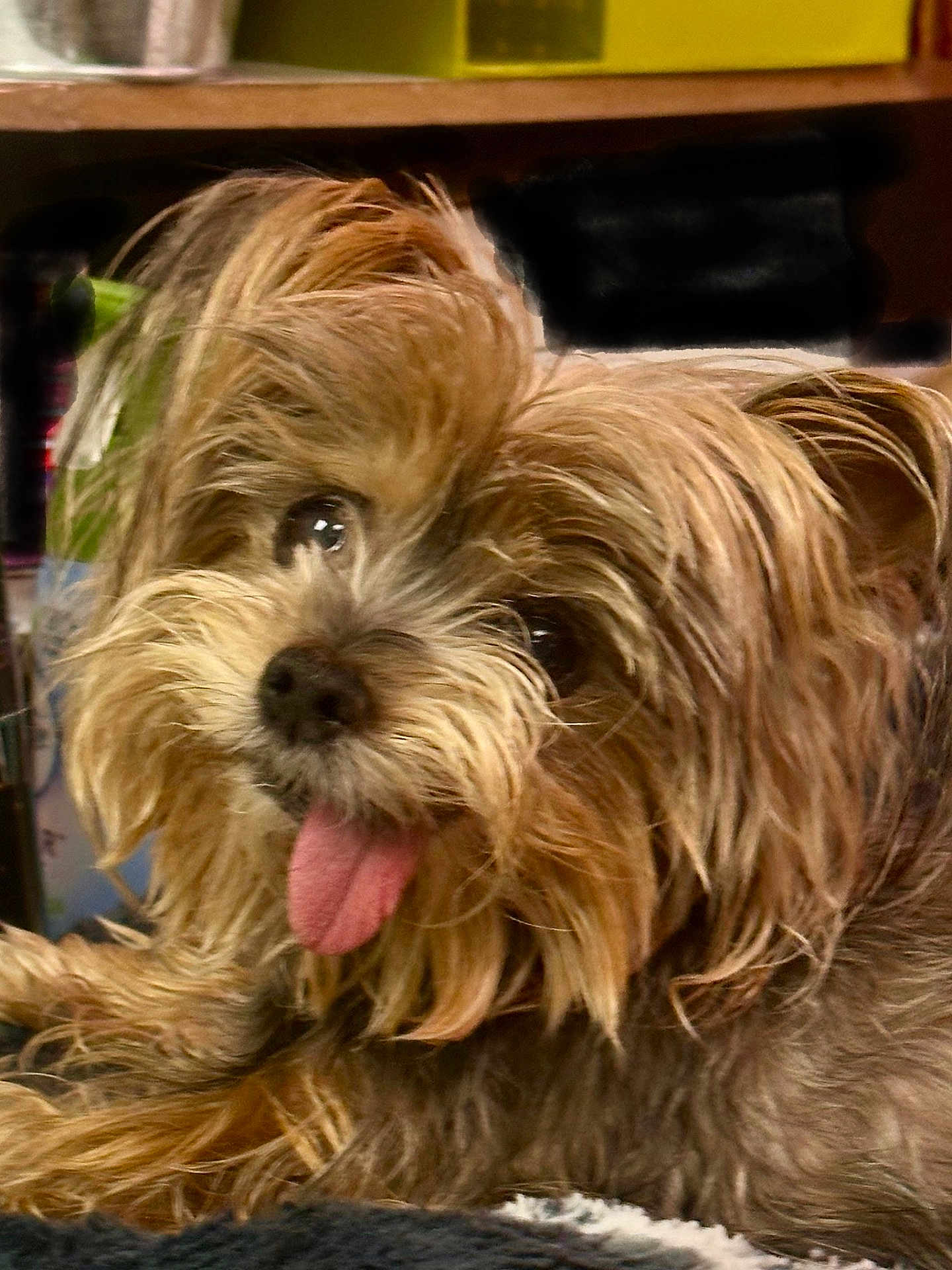 Fifi joined the competition — help win amazing prizes! dog, pet, animal, tongue_out, fluffy, scruffy, cute, fur, indoor, closeup, face, friendly, tongue, brown_fur, small_dog, playful, looking_at_camera, adorable, canine, companion