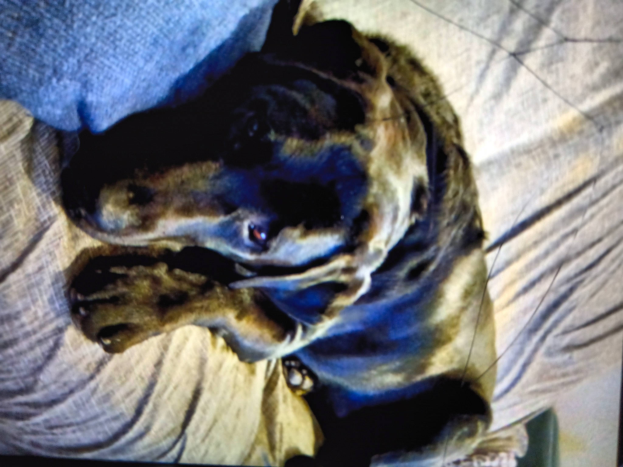 Charlie Brown joined the competition — help win amazing prizes! canidae, carnivore, companion_dog, dog, dog_breed, electric_blue, fawn, guard_dog, hunting_dog, non_sporting_group, snout, sporting_group, terrestrial_animal, whiskers, working_animal, working_dog