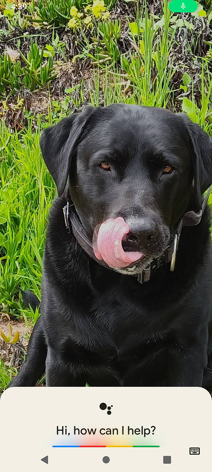 Charlie Brown joined the competition — help win amazing prizes! borador, canidae, carnivore, collar, companion_dog, dog, dog_breed, dog_collar, fashion_accessory, grass, guard_dog, gun_dog, hunting_dog, labrador_retriever, plant, retriever, snout, sporting_group, working_animal, working_dog