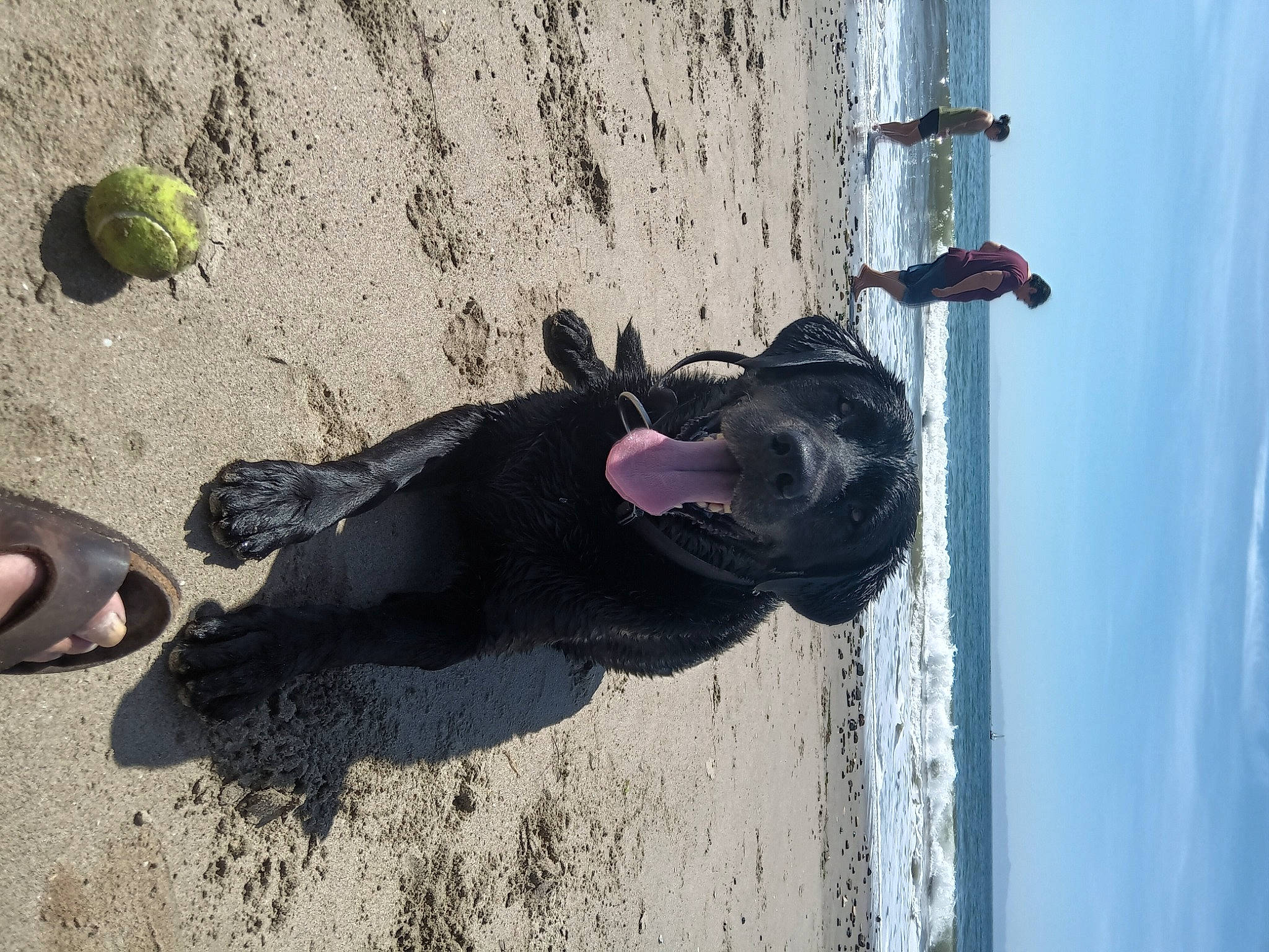Charlie Brown is registered to the contest to win money with this photo: barefoot, beach, coast, dog, foot, fun, human_leg, landscape, ocean, road_surface, rock, sand, sandal, shadow, sitting, sky, soil, tail, water, wood