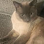 Leo is registered to the contest to win money with this photo: cat, animal, pet, feline, fur, gray, beige, eyes, face, whiskers, ears, paw, resting, indoor, blanket, texture, closeup, cute, cozy, relaxed