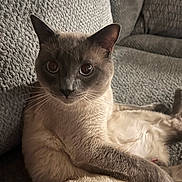 Leo is registered to the contest to win money with this photo: cat, siamese_cat, feline, pet, indoor, couch, texture, fur, whiskers, relaxed, animal, mammal, looking, closeup, seated, cozy, home, cute, soft_lighting, portrait