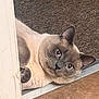 Leo is registered to the contest to win money with this photo: cat, siamese, pet, animal, indoor, carpet, door_frame, curious, lying_down, whiskers, ears, paw, feline, close_up, floor, looking, cute, domestic, relaxed, mammal