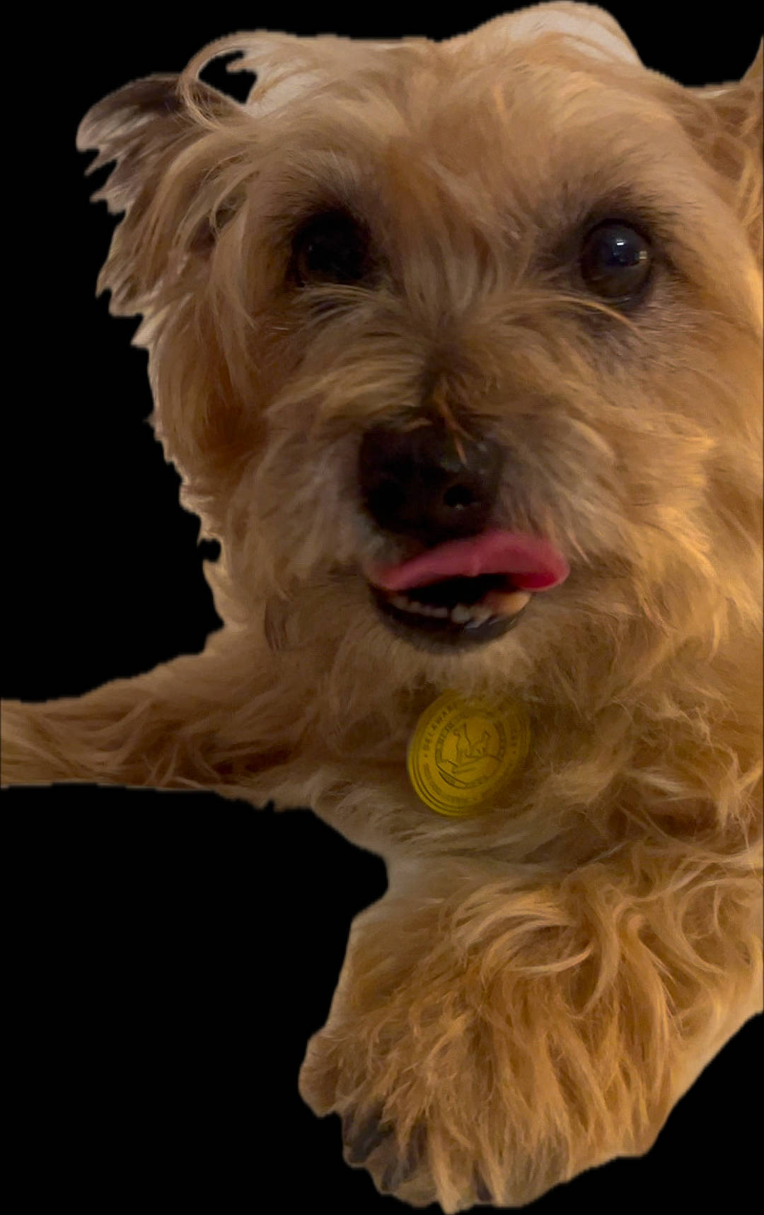 Sandy is registered to the contest to win money with this photo: biewer_terrier, canidae, carnivore, companion_dog, dog, dog_breed, dog_collar, dog_supply, fur, liver, maltepoo, puppy, small_terrier, snout, sporting_group, terrier, toy_dog, water_dog, working_animal, yorkipoo