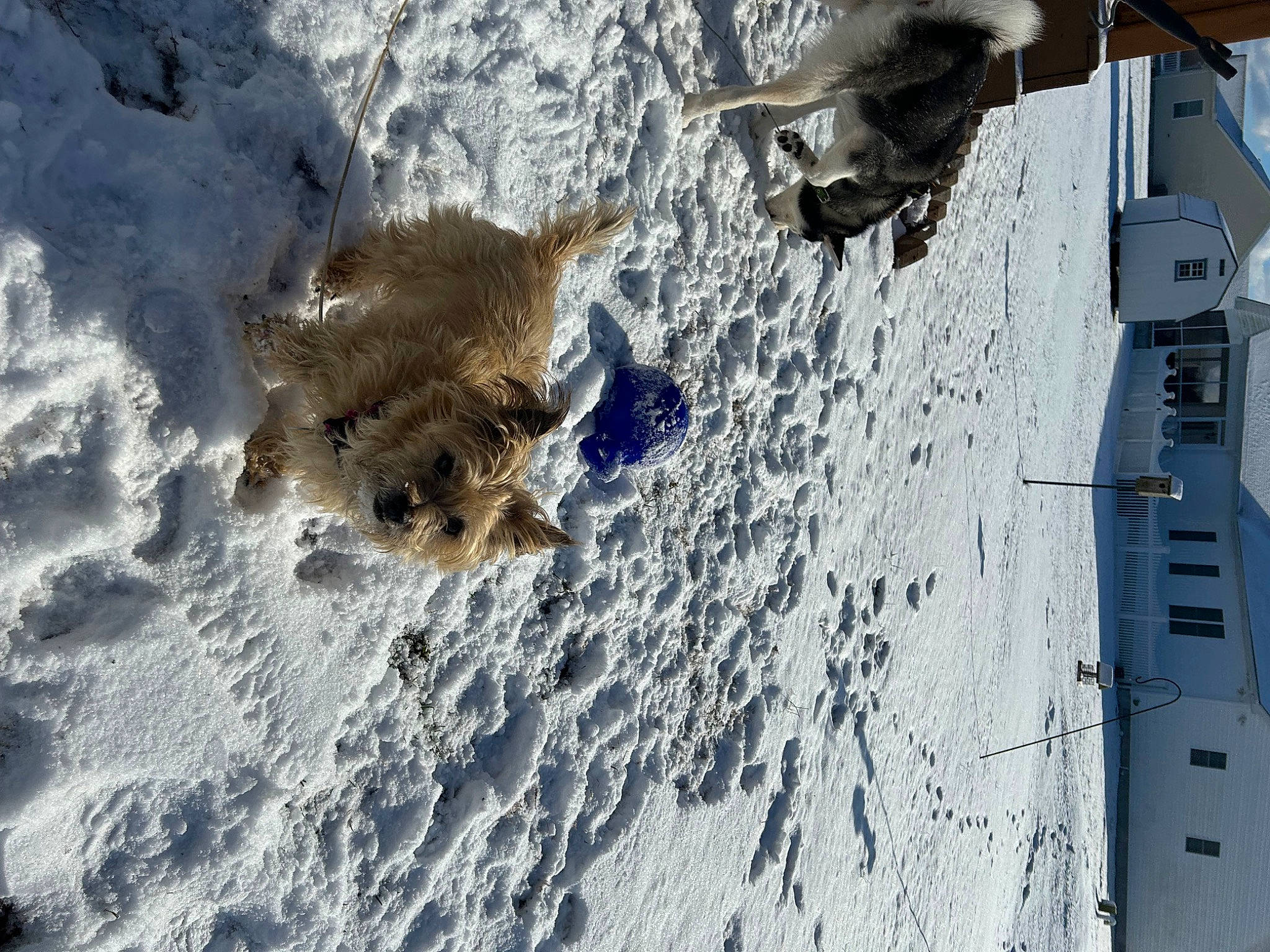 Sandy is registered to the contest to win money with this photo: boat, canidae, carnivore, dog, dog_breed, freezing, frost, fur, geological_phenomenon, glacial_landform, ice_cap, naval_architecture, recreation, slope, snow, sporting_group, tree, water, winter, wood