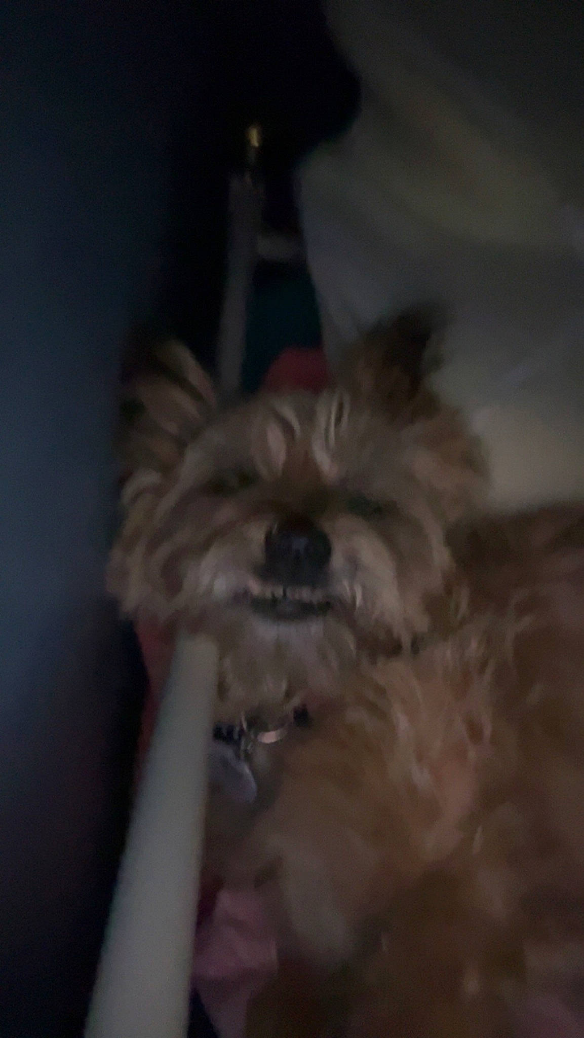 Sandy joined the competition — help win amazing prizes! canidae, carnivore, companion_dog, dog, dog_breed, ear, eye, fawn, fur, hair, liver, maltepoo, non_sporting_group, puppy, small_terrier, snout, sporting_group, terrier, toy_dog, working_animal