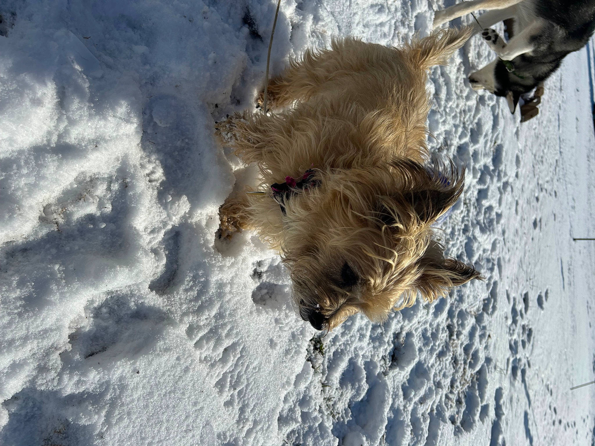 Sandy is registered to the contest to win money with this photo: canidae, dog, dog_breed, fawn, freezing, fur, pack_animal, snow, stallion, water, wildlife, winter, wood, working_animal