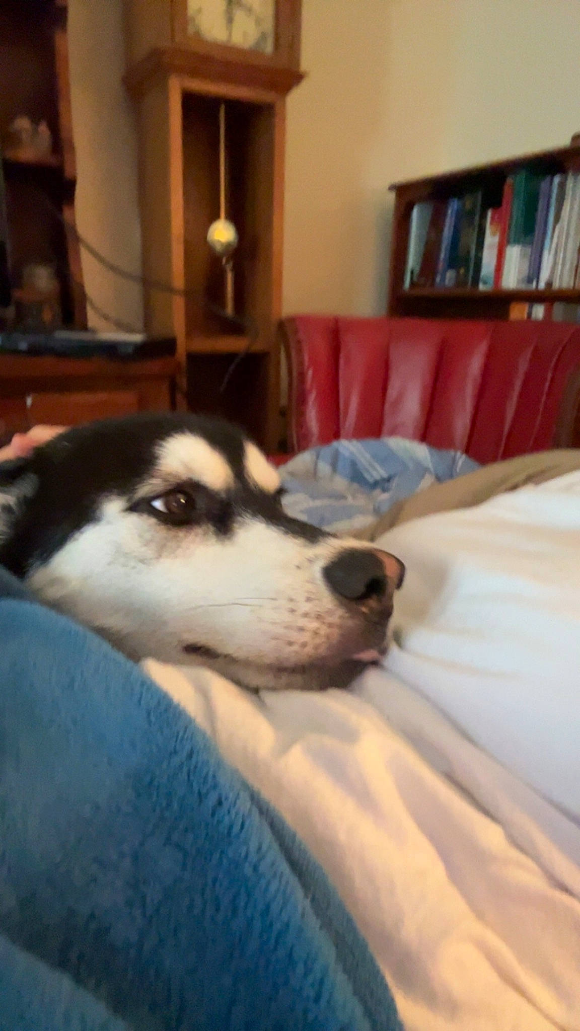 Lobo is registered to the contest to win money with this photo: bookcase, borzoi, carnivore, comfort, companion_dog, couch, dog, dog_breed, flooring, fur, hardwood, linens, picture_frame, room, shelf, sled_dog, sporting_group, terrestrial_animal, wood, working_animal