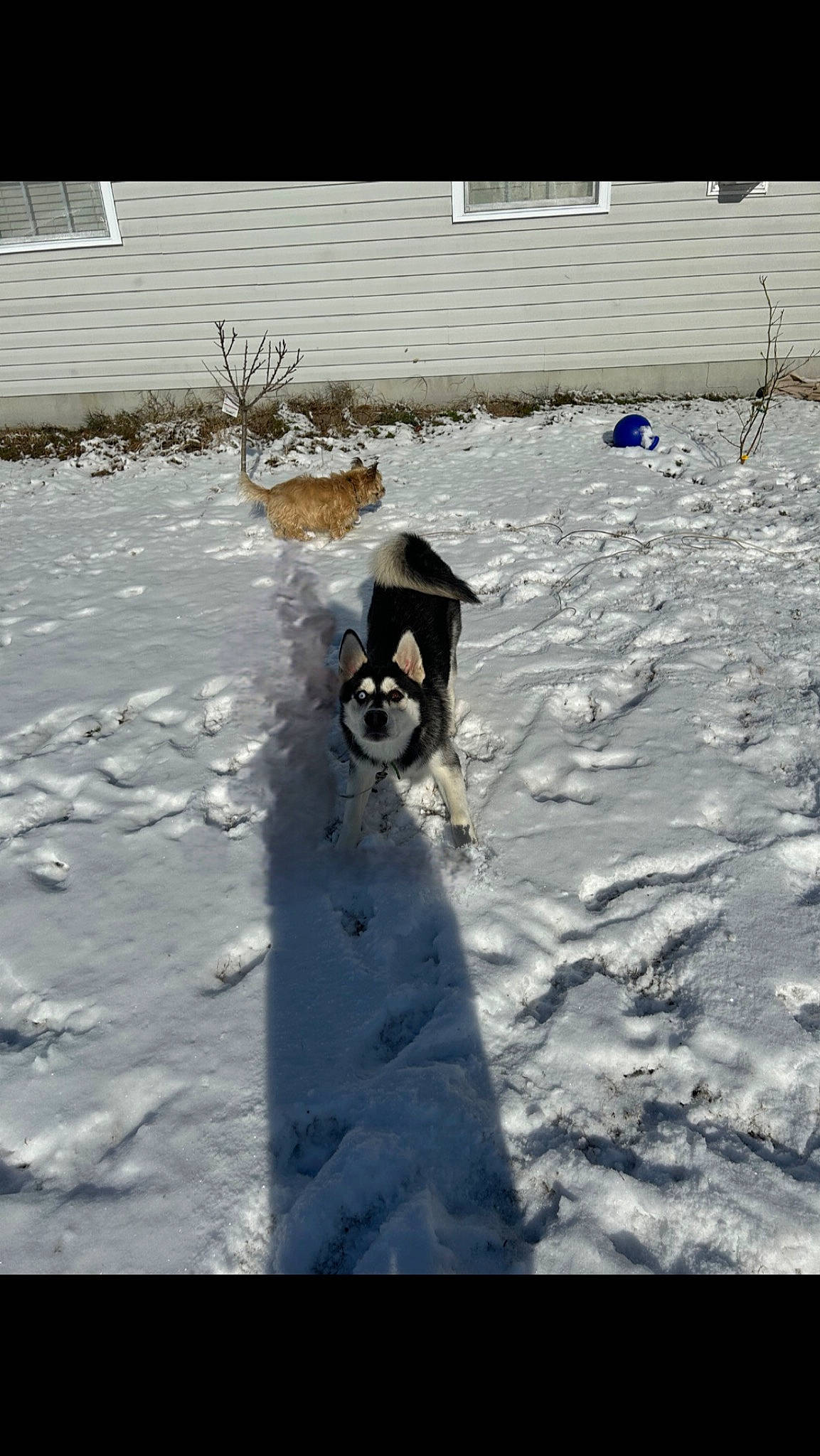 Lobo is registered to the contest to win money with this photo: dog_breed, freezing, frost, ice, landscape, plant, precipitation, recreation, shadow, slope, snow, snowman, sporting_group, winter, wood