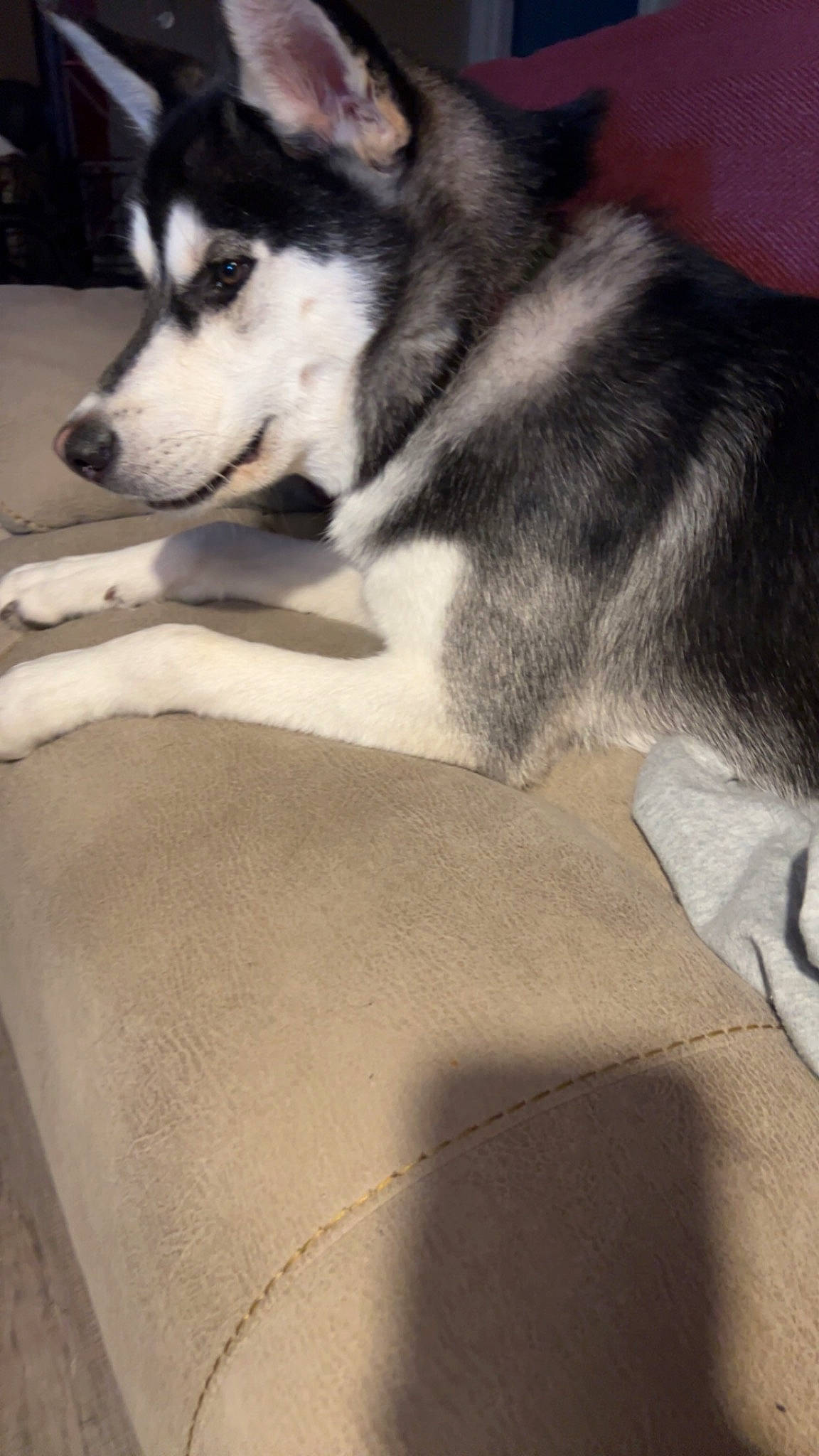 Lobo joined the competition — help win amazing prizes! canidae, canis, carnivore, comfort, companion_dog, dog, dog_breed, fur, grey, paw, siberian_husky, sled_dog, snout, sporting_group, tail, terrestrial_animal, whiskers, wolf, working_animal, working_dog