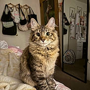 Mocha joined the competition — help win amazing prizes! cat, tabby, fluffy, bed, blanket, mirror, room, bags, wall, door, furniture, indoor, pet, curious, eyes, fur, paws, portrait, cozy, decor