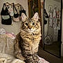 cat, tabby, fluffy, bed, blanket, mirror, room, bags, wall, door, furniture, indoor, pet, curious, eyes, fur, paws, portrait, cozy, decor