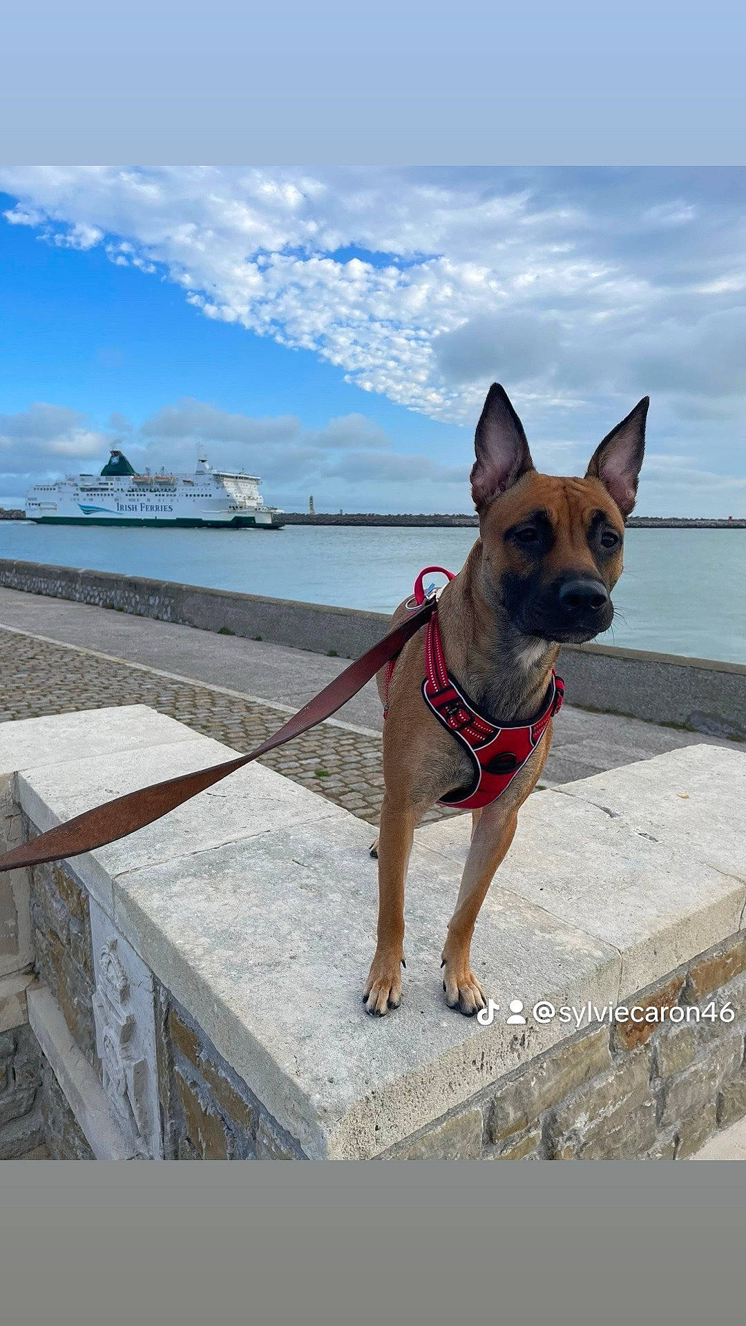 Tokyo a rejoint le concours — aidez-le/la à gagner de superbes lots ! boat, canidae, carnivore, cloud, collar, companion_dog, dog, dog_breed, dog_collar, dog_supply, fawn, lake, leash, pet_supply, sky, snout, sporting_group, travel, water, working_animal