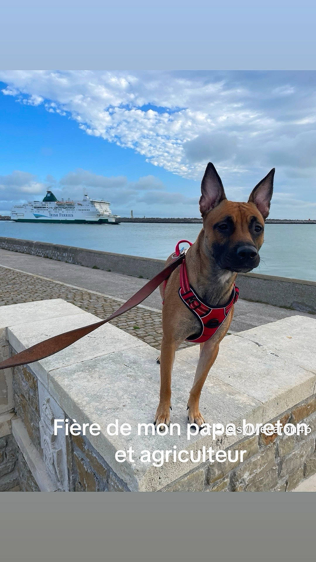Tokyo participe au concours pour gagner de l'argent avec cette photo : boat, canidae, carnivore, cloud, collar, companion_dog, dog, dog_breed, dog_collar, dog_supply, fashion_accessory, fawn, leash, pet_supply, sky, snout, sporting_group, travel, water, working_animal