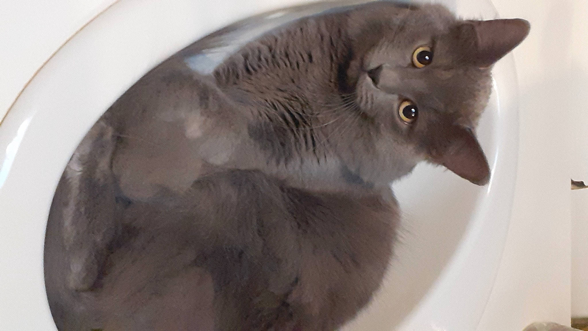 Tigrou participe au concours pour gagner de l'argent avec cette photo : carnivore, cat, cat_supply, circle, domestic_short_haired_cat, ear, felidae, fur, russian_blue, small_to_medium_sized_cats, snout, whiskers, window