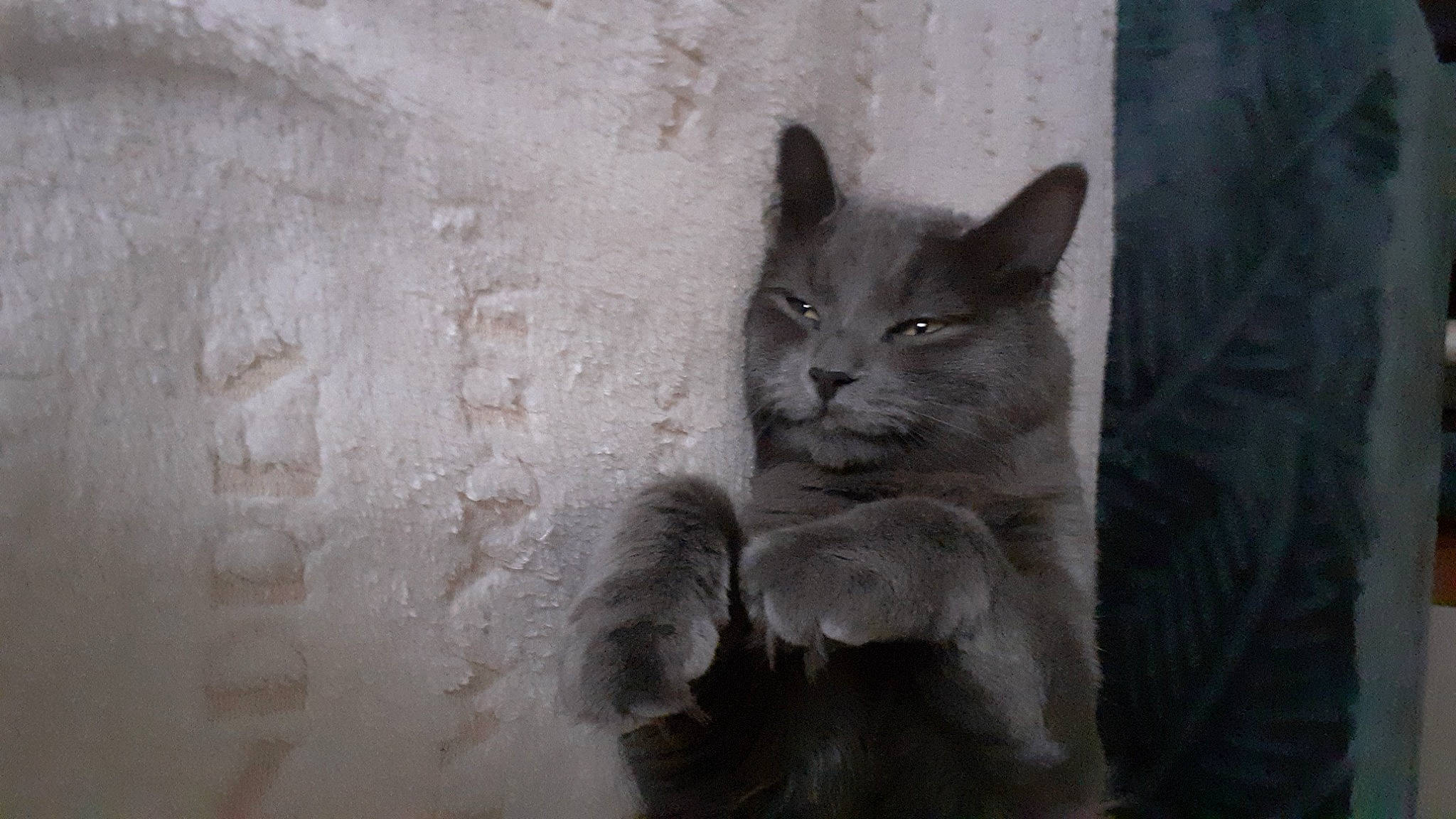 Tigrou a rejoint le concours — aidez-le/la à gagner de superbes lots ! carnivore, cat, darkness, domestic_short_haired_cat, felidae, fur, grey, monochrome, monochrome_photography, sitting, small_to_medium_sized_cats, tail, whiskers, wildlife, wood