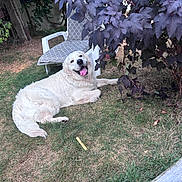 Anakin a rejoint le concours — aidez-le/la à gagner de superbes lots ! dog, golden_retriever, grass, outdoor, chair, plant, bush, leaf, purple_leaf, pet, canine, happy, tongue_out, relaxing, smiling, nature, yard, daylight, animal, domestic