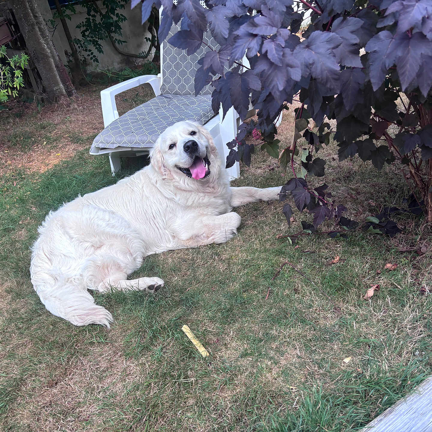 Anakin a rejoint le concours — aidez-le/la à gagner de superbes lots ! dog, golden_retriever, grass, outdoor, chair, plant, bush, leaf, purple_leaf, pet, canine, happy, tongue_out, relaxing, smiling, nature, yard, daylight, animal, domestic