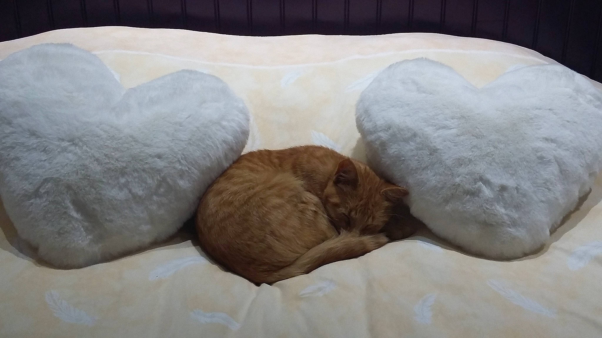 Rasta participe au concours pour gagner de l'argent avec cette photo : brown, carnivore, cat, cat_bed, cat_supply, comfort, fawn, felidae, fur, linens, liver, nap, sleep, small_to_medium_sized_cats, tail, terrestrial_animal, whiskers