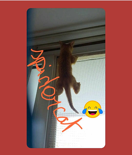 Rasta participe au concours pour gagner de l'argent avec cette photo : art, brand, carmine, felidae, font, graphic_design, graphics, illustration, logo, rectangle, sleeve, small_to_medium_sized_cats, symbol, tail, whiskers, window