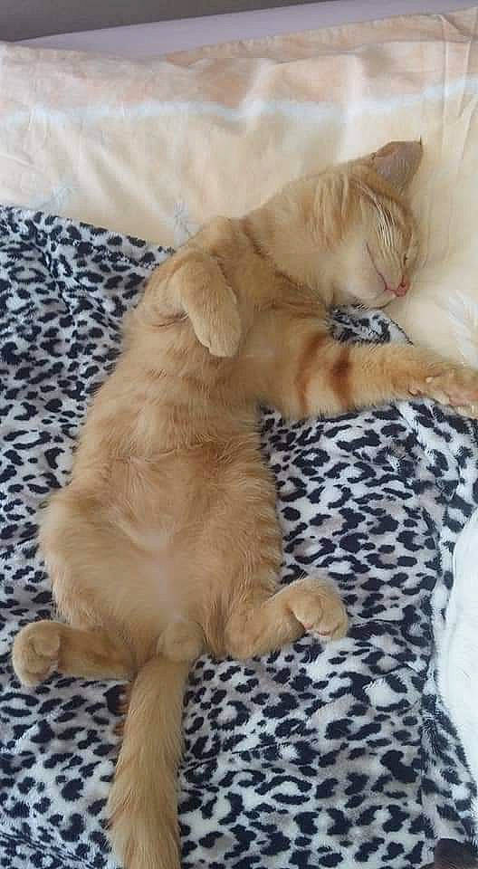 Rasta participe au concours pour gagner de l'argent avec cette photo : bed, carnivore, cat, claw, comfort, companion_dog, domestic_short_haired_cat, fawn, felidae, fur, linens, nap, pattern, paw, small_to_medium_sized_cats, snout, tail, terrestrial_animal, whiskers, wood