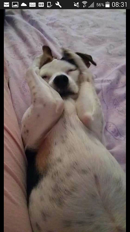 Jakotte participe au concours pour gagner de l'argent avec cette photo : canidae, carnivore, comfort, companion_dog, dog, dog_breed, fawn, felidae, foot, fur, nap, non_sporting_group, paw, small_to_medium_sized_cats, sporting_group, tail, terrestrial_animal, whiskers, wildlife, working_animal