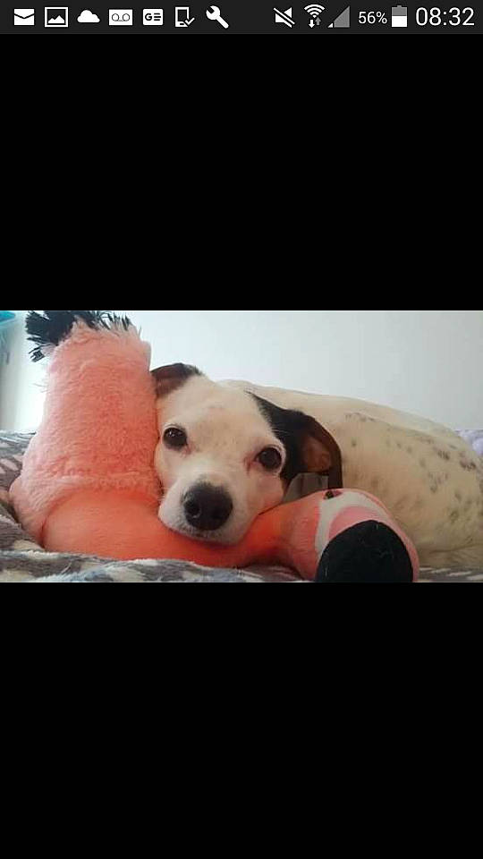 Jakotte a rejoint le concours — aidez-le/la à gagner de superbes lots ! ball, canidae, carnivore, cloud, comfort, companion_dog, dog, dog_breed, fawn, fur, happy, head, paw, sky, snout, sporting_group, vehicle_door, vertebrate, wood, working_animal