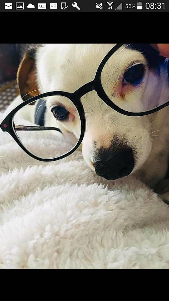 Jakotte a rejoint le concours — aidez-le/la à gagner de superbes lots ! canidae, carnivore, comfort, companion_dog, dog, dog_breed, ear, eyelash, eyewear, fur, glasses, goggles, nose, paw, personal_protective_equipment, snout, sporting_group, vision_care, whiskers, working_animal