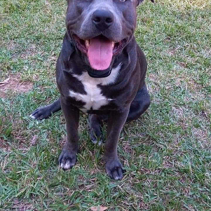 Blue joined the competition — help win amazing prizes! alloywheel, animal, backyard, bulldog, canine, car, carwheel, dog, grass, lawn, machine, pet, pitbull, plant, puppy, spoke, tire, transportation, vehicle, wheel