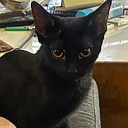 Teeny joined the competition — help win amazing prizes! black_cat, cat, pet, indoor, animal, feline, orange_eyes, close_up, sitting, lap, person, table, clutter, blurred_background, ears, whiskers, fur, domestic_animal, looking, portrait