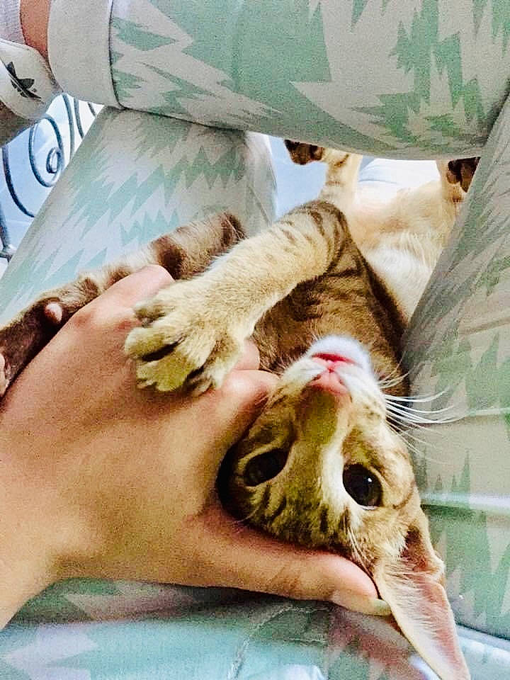 Nina participe au concours pour gagner de l'argent avec cette photo : cat, comfort, elbow, fawn, felidae, flesh, foot, fur, gesture, human_leg, jaw, mouth, nail, paw, service, skin, small_to_medium_sized_cats, whiskers, wildlife_biologist, wrist