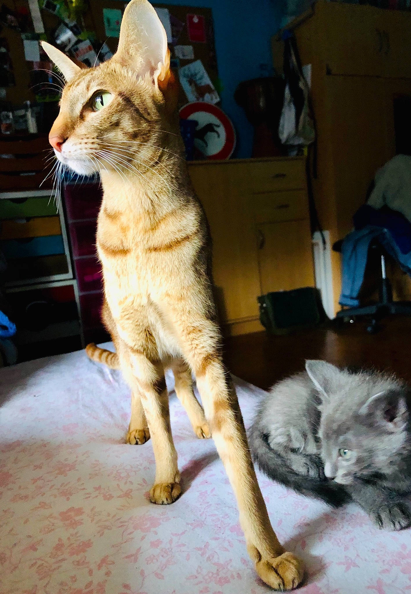 Nina a rejoint le concours — aidez-le/la à gagner de superbes lots ! box, carnivore, cat, claw, domestic_short_haired_cat, fawn, felidae, fur, paw, small_to_medium_sized_cats, tail, terrestrial_animal, whiskers, wildlife